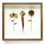 Carnivorous by Holly Coleman