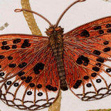 Rare Butterfly in Contemporary Embroidery