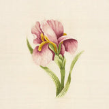 Iris in Silk Shading