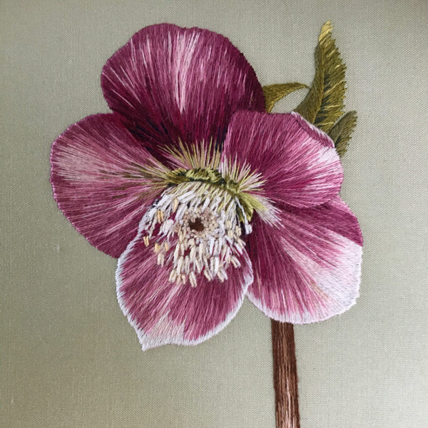 Hellebore Complete Image