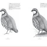 Drawing Birds by Andrew Forkner