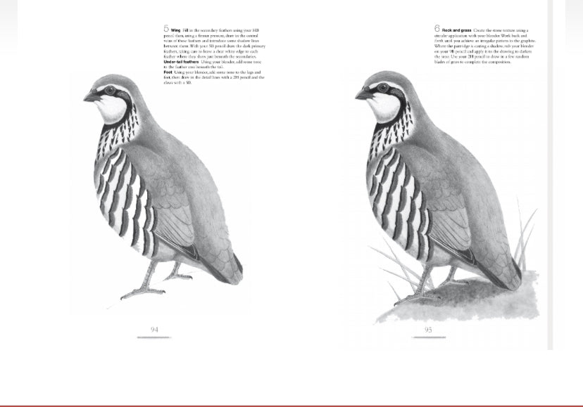 Drawing Birds by Andrew Forkner