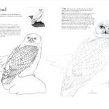 Drawing Birds by Andrew Forkner