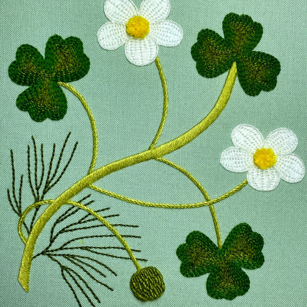 Natalie Rowe – Water Crowfoot 2 – brightened