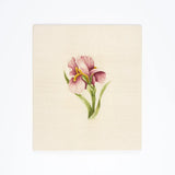 Iris in Silk Shading