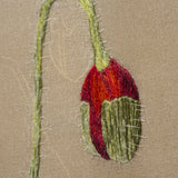 Silk Shaded Poppy