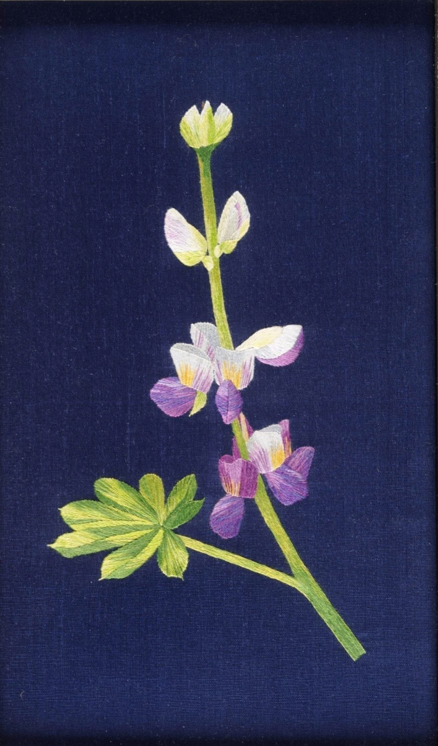 Sunrise Lupin by Joanna Hart