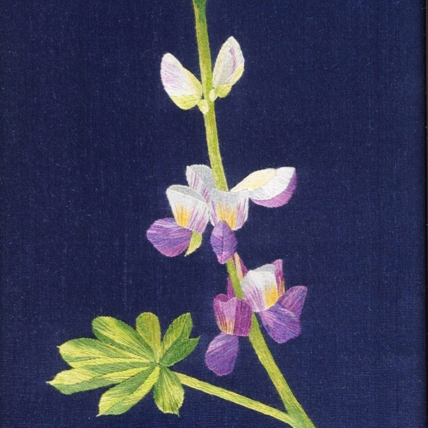 Sunrise Lupin by Joanna Hart