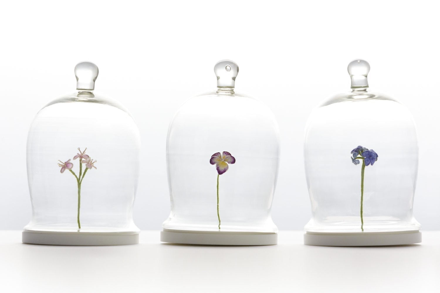 Trio of Flower Specimens by Hattie McGill